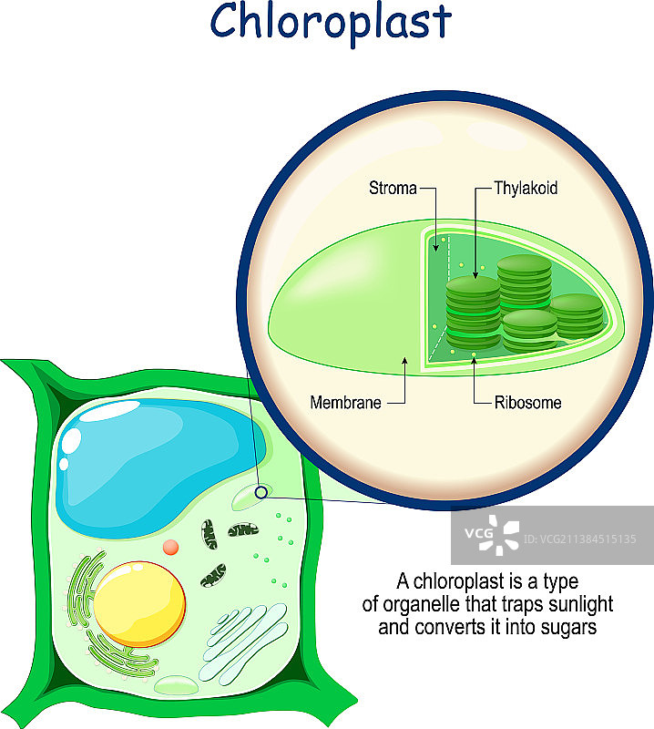 植物细胞的叶绿体解剖结构图片素材