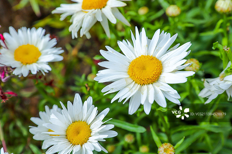 小雏菊图片素材