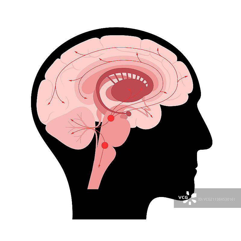 大脑中的血清素通路图片素材