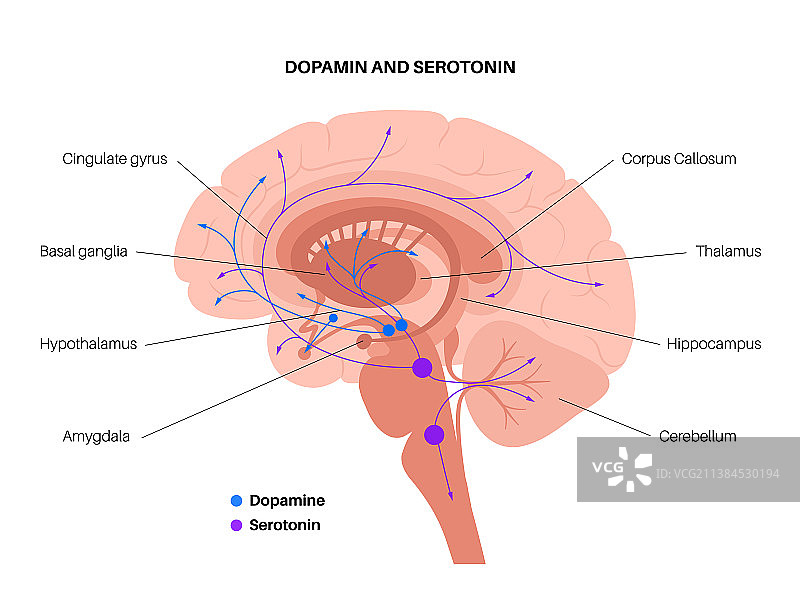 血清素和多巴胺通路图片素材