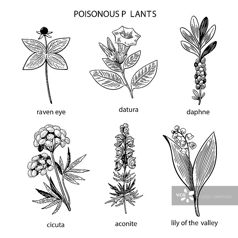 黑白手绘有毒植物合集图片素材