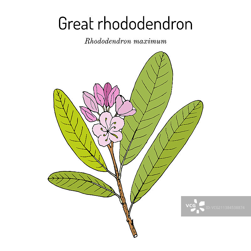 大月桂杜鹃花州花图片素材