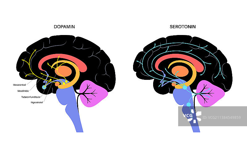 血清素和多巴胺通路图片素材