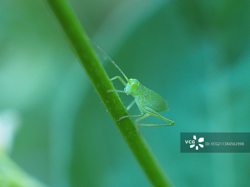 树叶上的蚱蜢特写图片素材