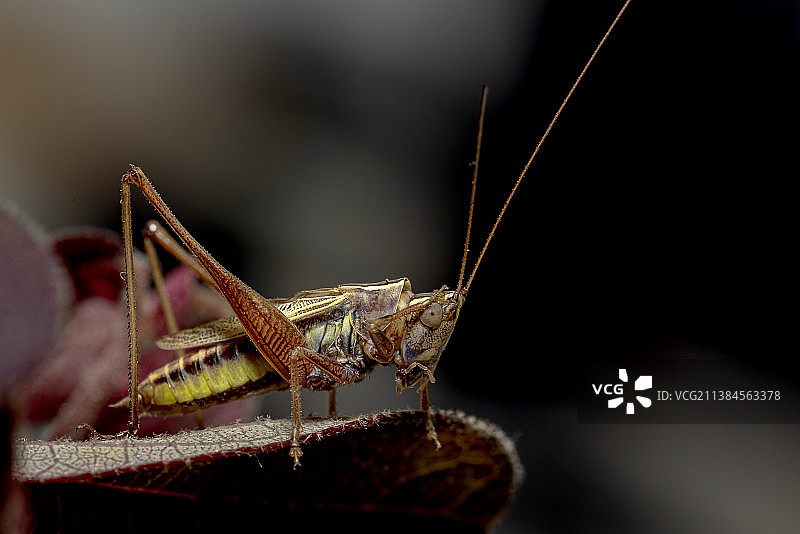 田野蚱蜢，昆虫在树叶上特写，新西兰图片素材