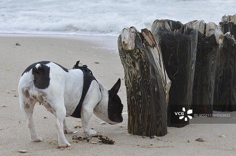 沙滩上纯种法国斗牛犬特写图片素材