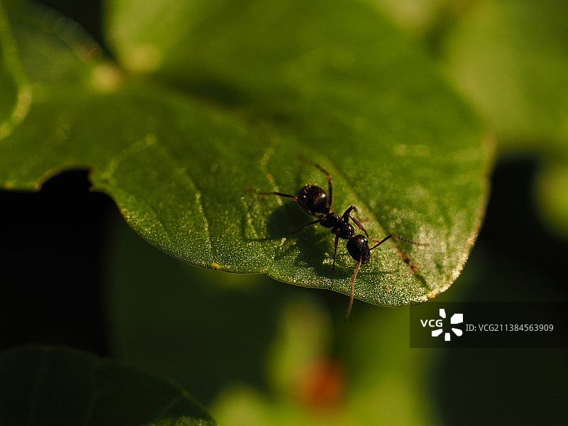 叶子上的昆虫蚂蚁特写图片素材