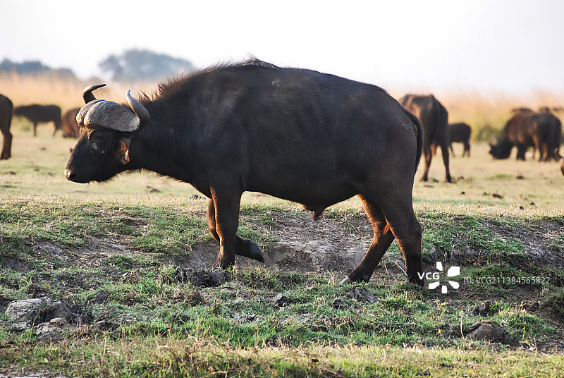水牛站在田野上的侧面视角图片素材