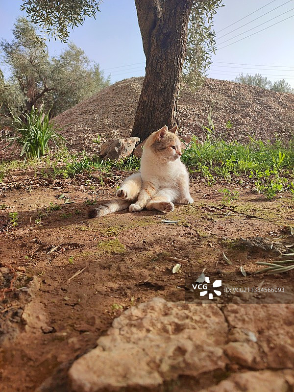 猫坐在田野里图片素材