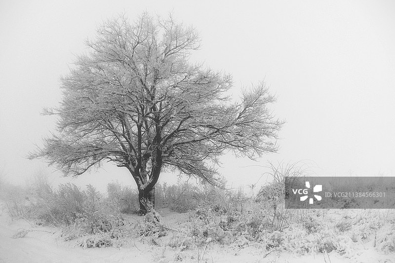 白雪覆盖的田野上的树木映衬着天空图片素材