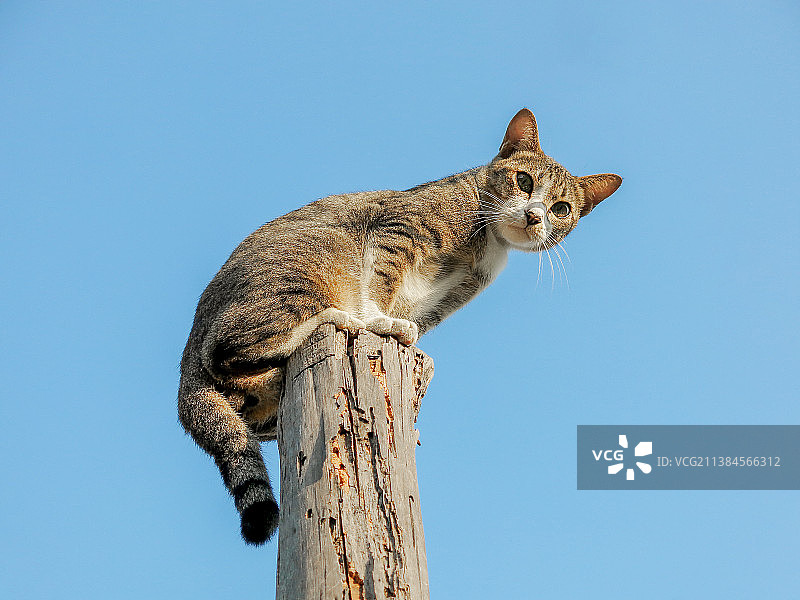 柬埔寨树上的猫（金边）图片素材
