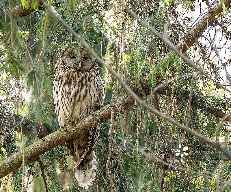 低角度拍摄栖息在树枝上的条纹猫头鹰图片素材