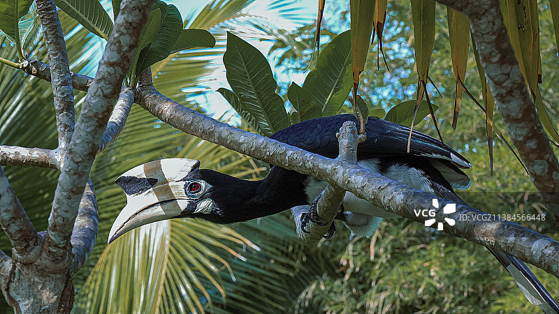 栖息在树上的犀鸟的低角度视图图片素材
