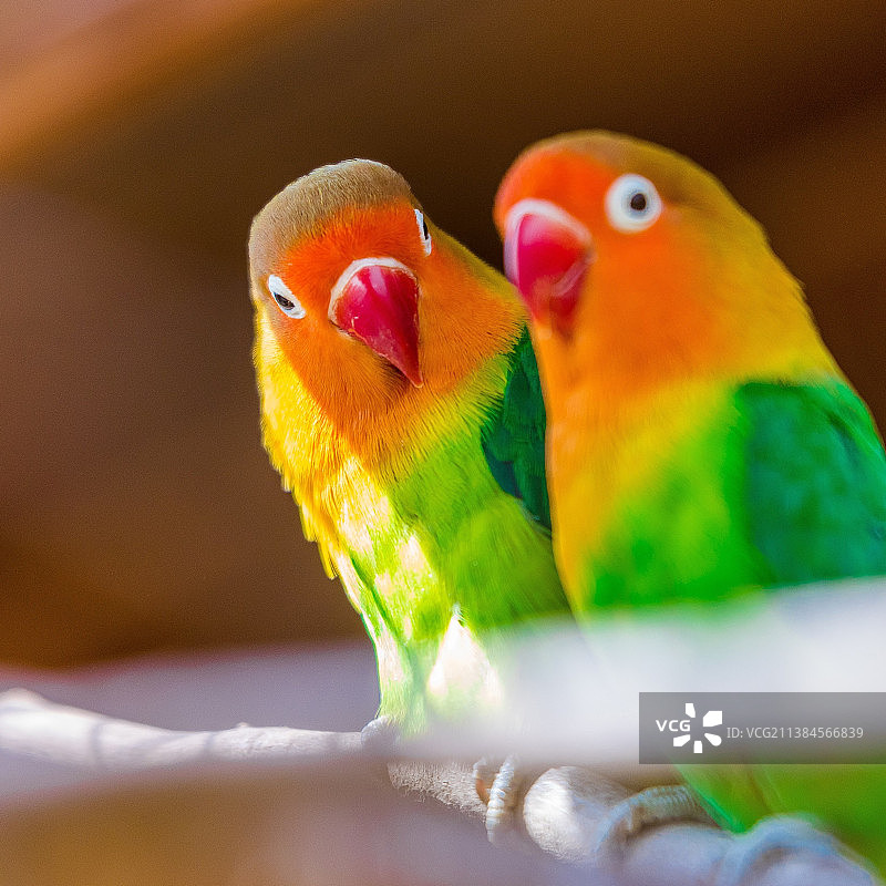 户外鹦鹉栖息特写图片素材