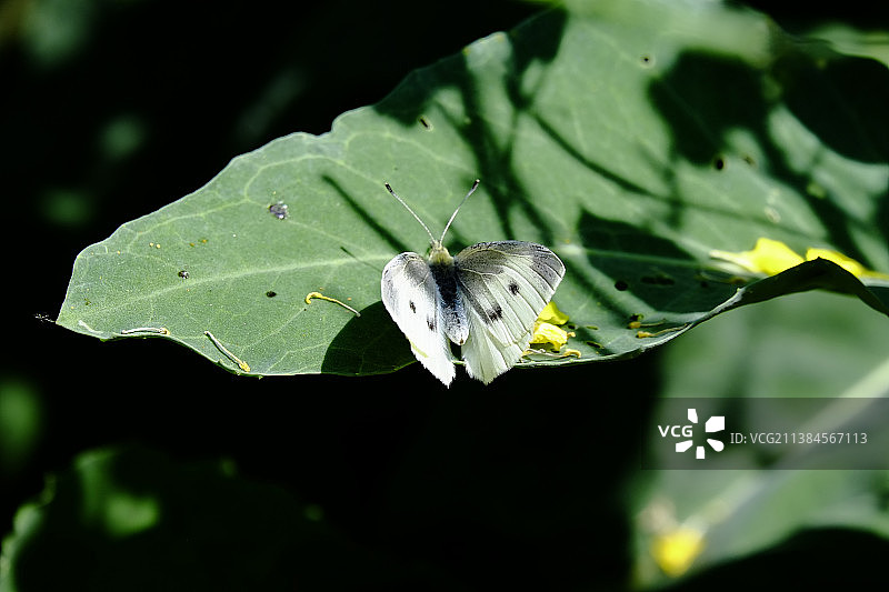 中国叶上蝴蝶特写图片素材