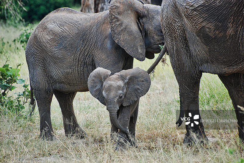 两只大象，达累斯萨拉姆，坦桑尼亚图片素材