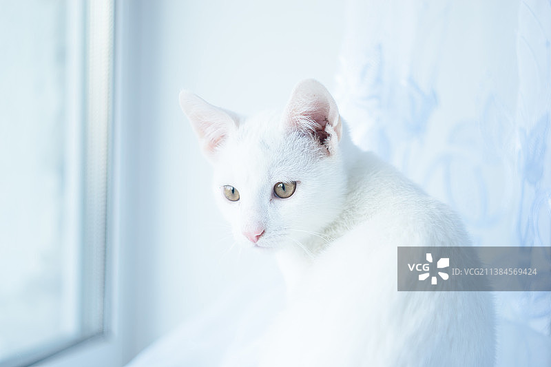 白色猫咪特写肖像图片素材
