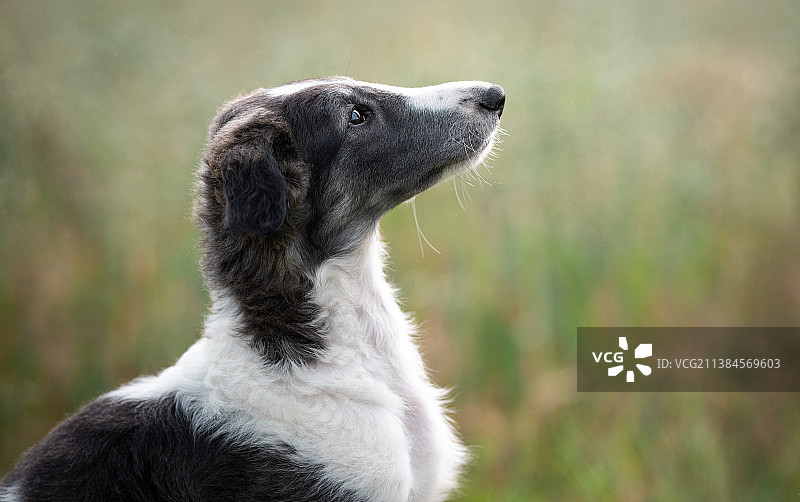 伟大的德内托，猎犬的特写，波兰图片素材