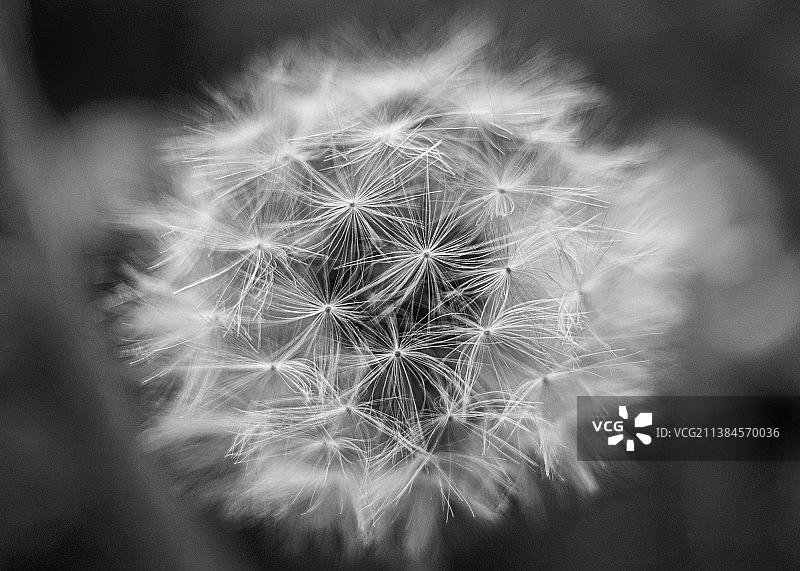 蒲公英花的特写图片素材