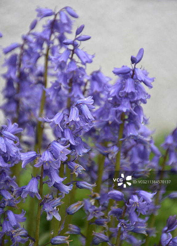 盛开的蓝铃花特写图片素材