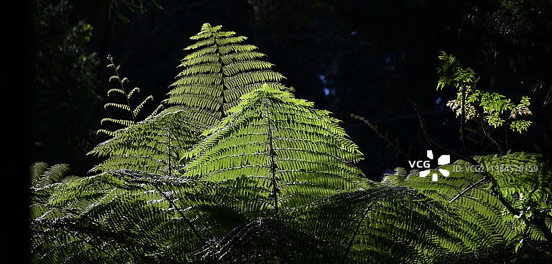 蕨类植物的魔法，蕨类叶子的特写，中国台湾图片素材