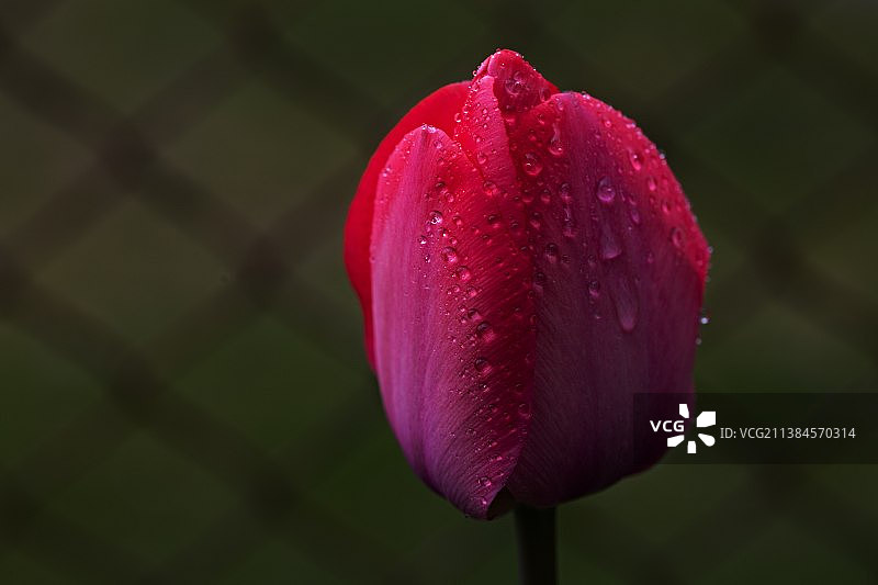 郁金香，湿粉色玫瑰花特写图片素材