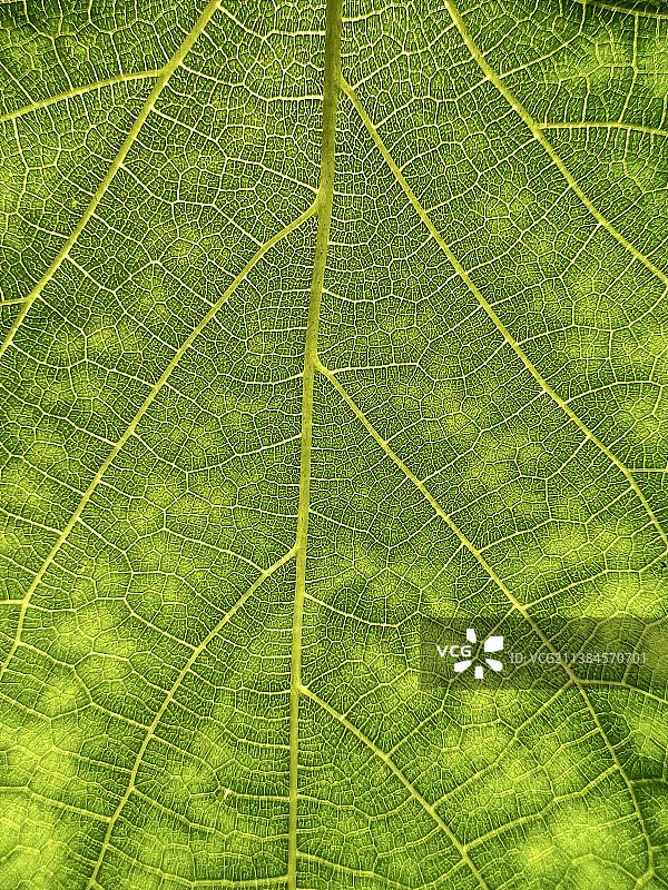 新加坡绿叶特写叶子纹理图片素材