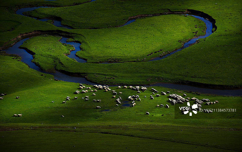 土耳其奥尔杜绿色田野上牛羊 grazing 航拍景观图片素材