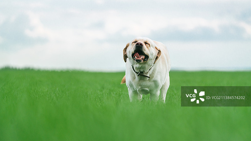 拉布拉多犬阿奇，站在草地上的拉布拉多寻回犬的肖像，俄罗斯图片素材