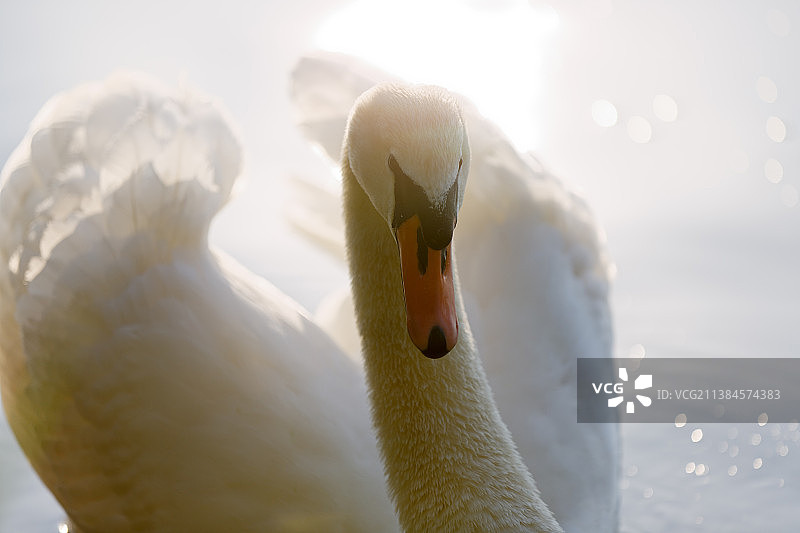 在德国的湖中畅游的疣鼻天鹅特写图片素材