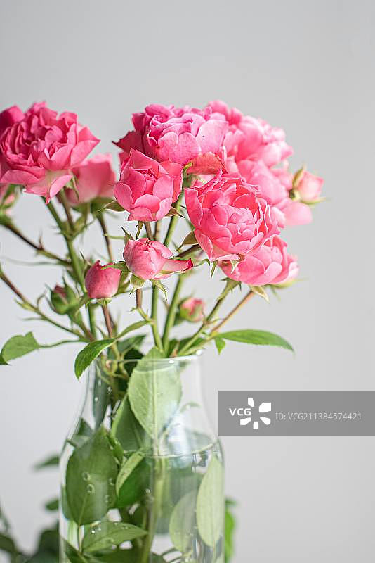 白色背景花瓶中的粉色花朵特写图片素材