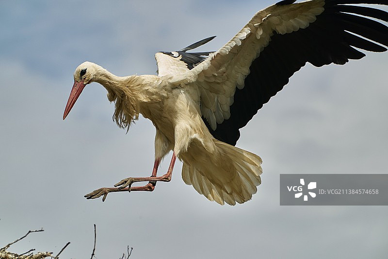 白鹳降落，低角度视角拍摄老鹰逆光飞行图片素材