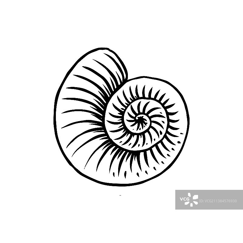 菊石或海生软体动物化石图片素材