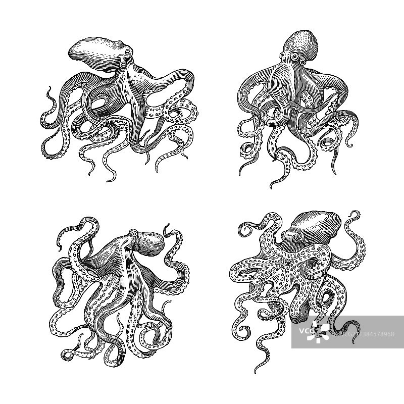 手绘复古章鱼素描图片素材