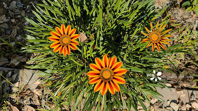 埃及的橙色开花植物图片素材