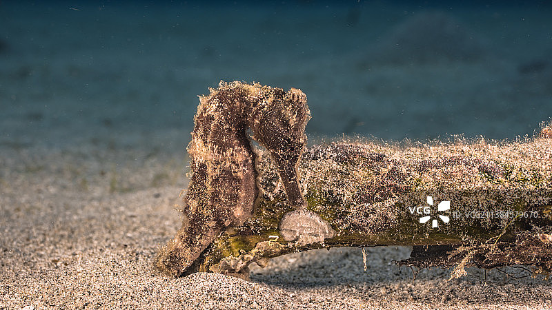 沙底海马尸体图片素材