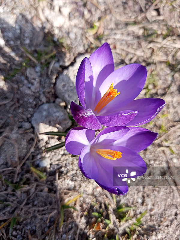 紫色番红花田野特写图片素材