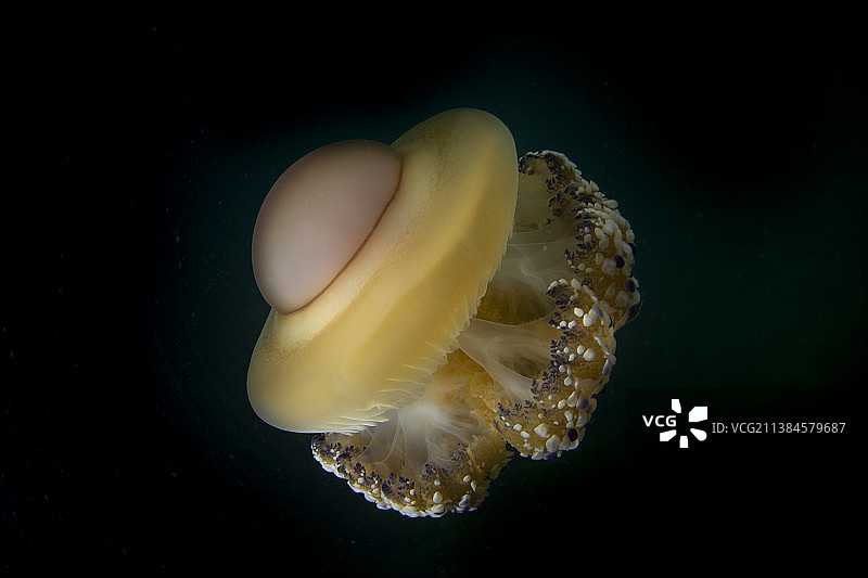 水母煎蛋，海中畅游的水母特写图片素材
