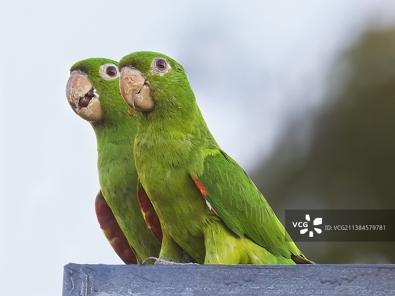 一对鹦鹉，栖息在栏杆上的鹦鹉特写，巴西图片素材