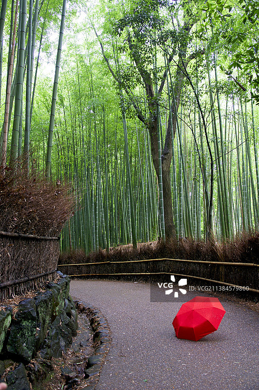 竹林小径中的废弃红色雨伞图片素材