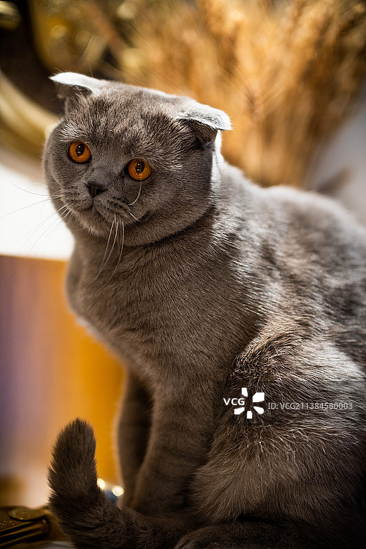 坐着的猫的特写肖像图片素材