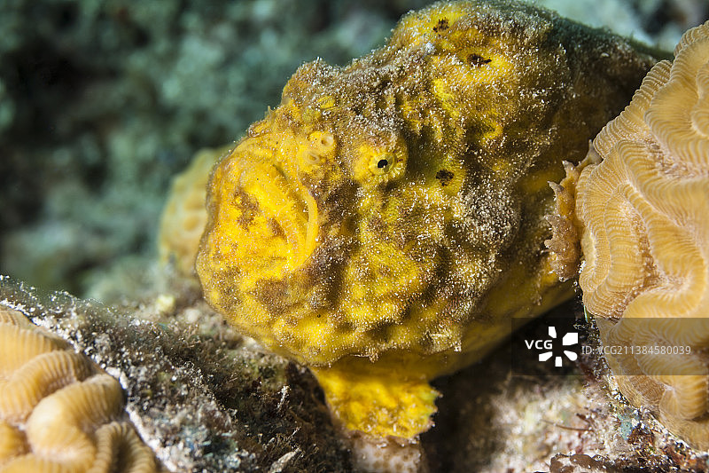 海中珊瑚的特写图片素材