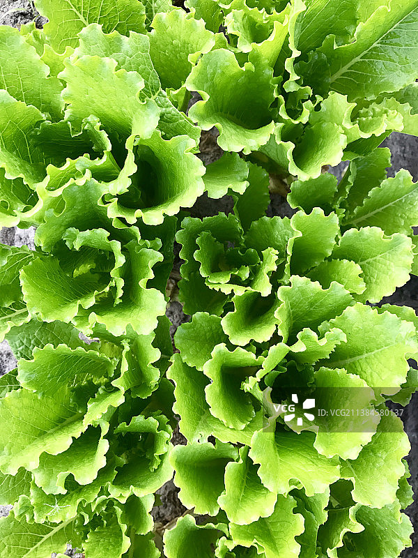 莴苣花朵，佛罗里达州绿湾泉市全画幅镜头图片素材