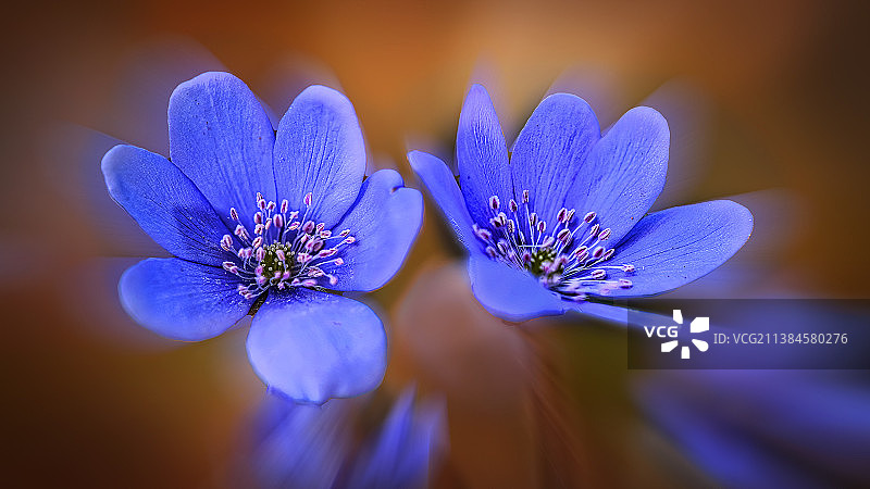 紫色开花植物特写，德国诺德豪森图片素材