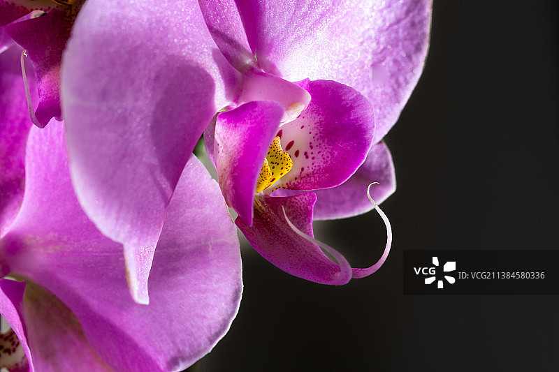 黑色背景上的紫色兰花特写图片素材