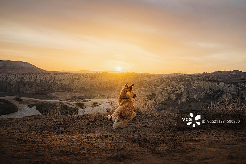 日落时分，狗坐在田野上，以天空为背景的背影图片素材