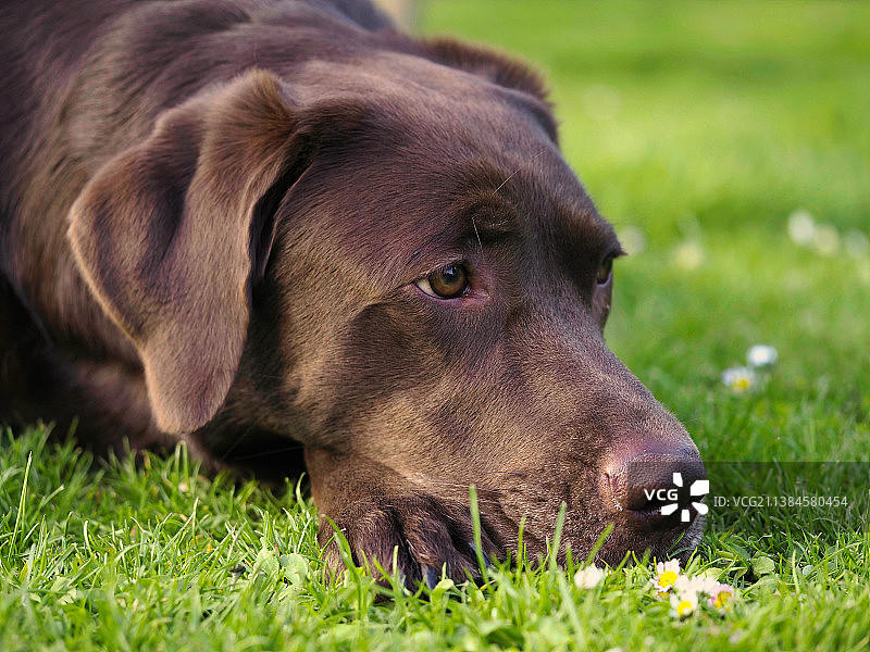 拉布拉多犬草地特写图片素材