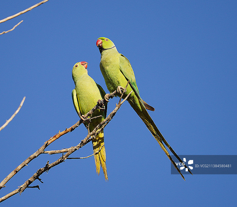 低角度拍摄栖息在树枝上的鹦鹉，背景是晴朗的蓝天图片素材