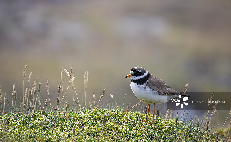 栖息在冰岛田野上的鸻鸟（特写）图片素材