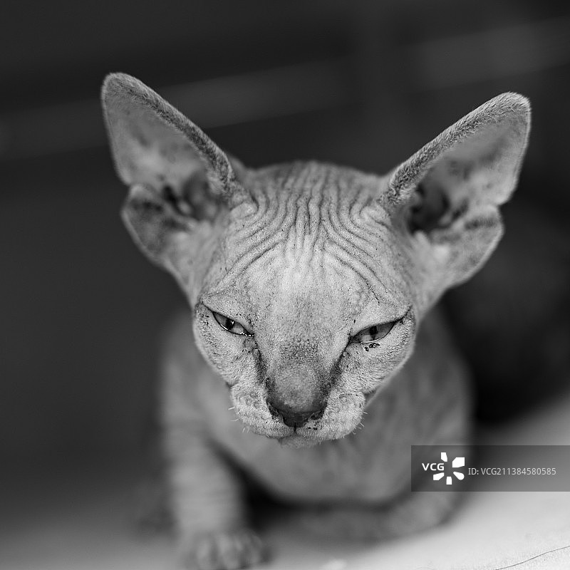 猫的特写肖像图片素材